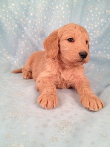 Goldendoodle puppy for sale, Male Born Nov.20th #16|Goldendoodle Breeders Selling Goldendoodles for less Than most Goldendoodle breeders in Fort Lauderdale, FL. 4